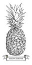 Hand drawn pineapple Ã¢â¬â stock illustration file